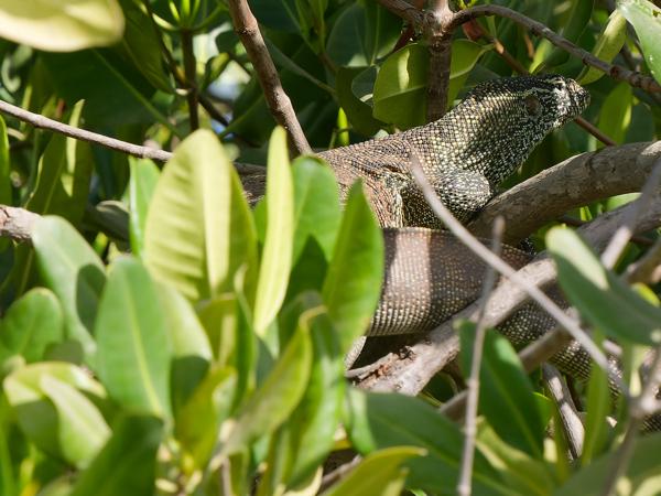 <h3><a href="/trips/gambia/biota/animalia/chordata/squamata/varanidae/varanus exanthematicus/varanus exanthematicus-nl.html">Varanus&nbsp;exanthematicus</a> / Savannah&nbsp;monitor / </h3>OM-1 Mark II met OLYMPUS M.150-400mm F4.5, 1/2000 sec  bij F6.3, ISO 1600, afstand 7.35&nbsp;m
